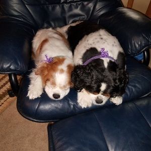 Meet your Posher, Timothy